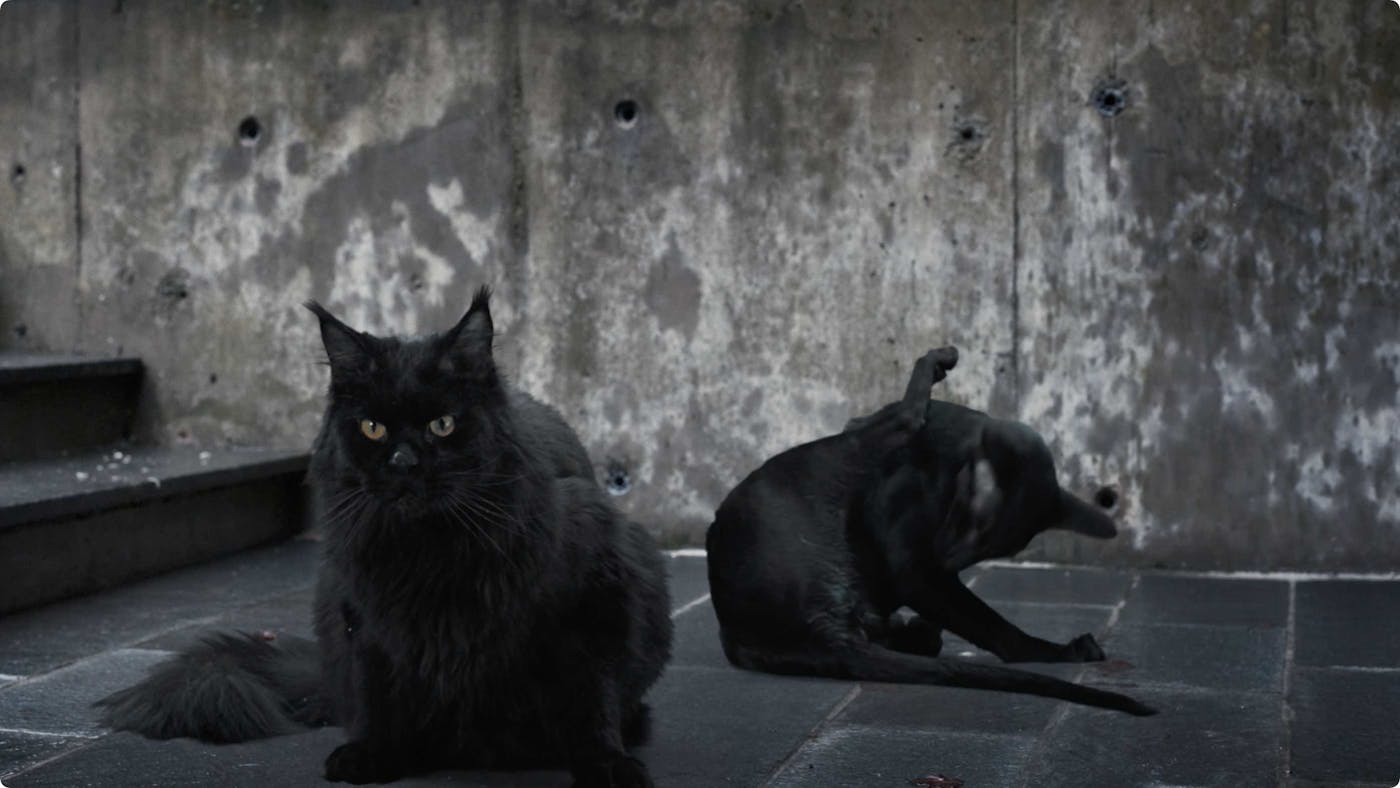Svartkatt
